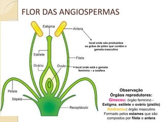 Observação
Órgãos reprodutores:
Gineceu: órgão feminino -
Estigma, estilete e ovário (pistilo)
Androceu: órgão masculino
Formado pelos estames que são
compostos por filete e antera
local onde são produzidos
os grãos de pólen que contêm o
gameta masculino
local onde está o gameta
feminino – a oosfera
FLOR DAS ANGIOSPERMAS
 