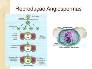 Reprodução Angiospermas
 