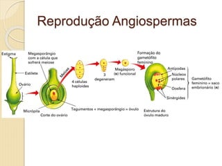 Reprodução Angiospermas
 