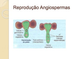 Reprodução Angiospermas
 