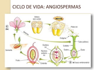 CICLO DE VIDA: ANGIOSPERMAS
 