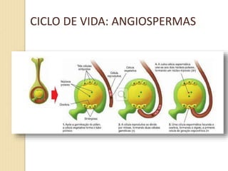 CICLO DE VIDA: ANGIOSPERMAS
 