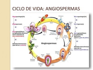 CICLO DE VIDA: ANGIOSPERMAS
 