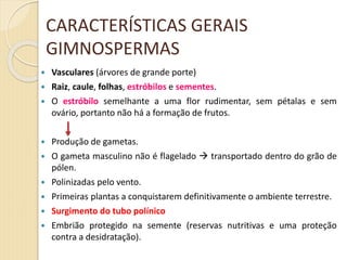  Vasculares (árvores de grande porte)
 Raiz, caule, folhas, estróbilos e sementes.
 O estróbilo semelhante a uma flor rudimentar, sem pétalas e sem
ovário, portanto não há a formação de frutos.
 Produção de gametas.
 O gameta masculino não é flagelado  transportado dentro do grão de
pólen.
 Polinizadas pelo vento.
 Primeiras plantas a conquistarem definitivamente o ambiente terrestre.
 Surgimento do tubo polínico
 Embrião protegido na semente (reservas nutritivas e uma proteção
contra a desidratação).
CARACTERÍSTICAS GERAIS
GIMNOSPERMAS
 