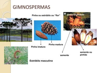 Pinheiro do Paraná
Pinha imatura
Pinha madura
Pinha ou estróbilo ou “flor” pinha fecundada
semente
semente ou
pinhão
Estróbilo masculino
GIMNOSPERMAS
 