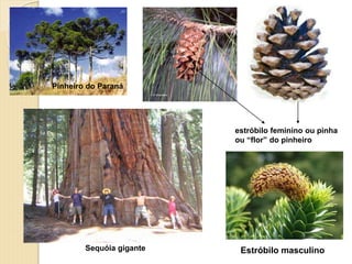 Pinheiro do Paraná
estróbilo feminino ou pinha
ou “flor” do pinheiro
Sequóia gigante Estróbilo masculino
 