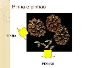 Pinha e pinhão
PINHA
PINHÃO
 