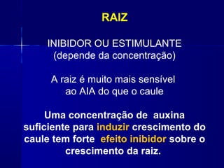 RAIZ
INIBIDOR OU ESTIMULANTE
(depende da concentração)
A raiz é muito mais sensível
ao AIA do que o caule
Uma concentração de auxina
suficiente para induzir crescimento do
caule tem forte efeito inibidor sobre o
crescimento da raiz.

 
