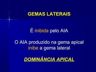 GEMAS LATERAIS
É inibida pelo AIA
O AIA produzido na gema apical
inibe a gema lateral
DOMINÂNCIA APICAL

 
