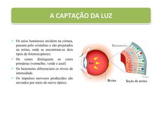 A CAPTAÇÃO DA LUZ
 Os raios luminosos incidem na córnea,
passam pelo cristalino e são projetados
na retina, onde se encontram-se dois
tipos de fotorreceptores:
 Os cones distinguem as cores
primárias (vermelho, verde e azul)
 Os bastonetes diferenciam os níveis de
intensidade.
 Os impulsos nervosos produzidos são
enviados por meio do nervo óptico.
 