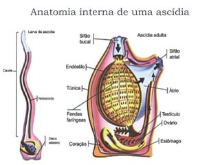 Anatomia interna de uma ascídia
 