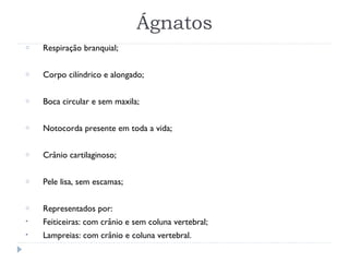 Ágnatos
o Respiração branquial;
o Corpo cilíndrico e alongado;
o Boca circular e sem maxila;
o Notocorda presente em toda a vida;
o Crânio cartilaginoso;
o Pele lisa, sem escamas;
o Representados por:
• Feiticeiras: com crânio e sem coluna vertebral;
• Lampreias: com crânio e coluna vertebral.
 