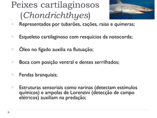 Peixes cartilaginosos
(Chondrichthyes)
o Representados por tubarões, cações, raias e quimeras;
o Esqueleto cartilaginoso com resquícios da notocorda;
o Óleo no fígado auxilia na flutuação;
o Boca com posição ventral e dentes serrilhados;
o Fendas branquiais;
o Estruturas sensoriais como narinas (detectam estímulos
químicos) e ampolas de Lorenzini (detecção de campo
elétricos) auxiliam na predação;
 