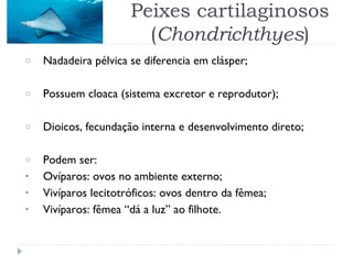 o Nadadeira pélvica se diferencia em clásper;
o Possuem cloaca (sistema excretor e reprodutor);
o Dioicos, fecundação interna e desenvolvimento direto;
o Podem ser:
• Ovíparos: ovos no ambiente externo;
• Vivíparos lecitotróficos: ovos dentro da fêmea;
• Vivíparos: fêmea “dá a luz” ao filhote.
Peixes cartilaginosos
(Chondrichthyes)
 