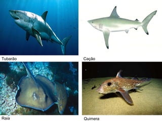 Tubarão
QuimeraRaia
Cação
 