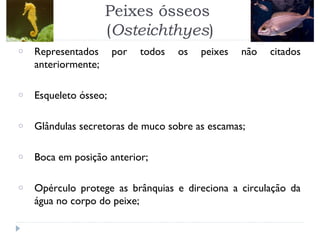 Peixes ósseos
(Osteichthyes)
o Representados por todos os peixes não citados
anteriormente;
o Esqueleto ósseo;
o Glândulas secretoras de muco sobre as escamas;
o Boca em posição anterior;
o Opérculo protege as brânquias e direciona a circulação da
água no corpo do peixe;
 