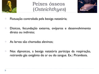 o Flutuação controlada pela bexiga natatória;
o Dioicos, fecundação externa, ovíparos e desenvolvimento
direto ou indireto;
o As larvas são chamadas alevinos;
o Nos dipnoicos, a bexiga natatória participa da respiração,
retirando gás oxigênio do ar ou do sangue. Ex.: Piramboia.
Peixes ósseos
(Osteichthyes)
 
