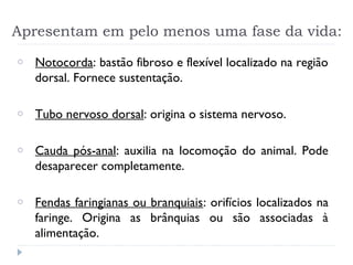 Apresentam em pelo menos uma fase da vida:
o Notocorda: bastão fibroso e flexível localizado na região
dorsal. Fornece sustentação.
o Tubo nervoso dorsal: origina o sistema nervoso.
o Cauda pós-anal: auxilia na locomoção do animal. Pode
desaparecer completamente.
o Fendas faringianas ou branquiais: orifícios localizados na
faringe. Origina as brânquias ou são associadas à
alimentação.
 