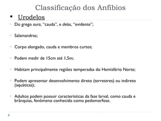 Classificação dos Anfíbios
o Do grego oura, “cauda”, e delos, “evidente”;
o Salamandras;
o Corpo alongado, cauda e membros curtos;
o Podem medir de 15cm até 1,5m;
o Habitam principalmente regiões temperadas do Hemisfério Norte;
o Podem apresentar desenvolvimento direto (terrestres) ou indireto
(aquáticas);
o Adultos podem possuir características da fase larval, como cauda e
brânquias, fenômeno conhecido como pedomorfose.
 Urodelos
 