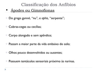 Classificação dos Anfíbios
o Do grego gymné, “nu”, e ophis, “serpente”;
o Cobras-cegas ou cecílias;
o Corpo alongado e sem apêndice;
o Passam a maior parte da vida embaixo do solo;
o Olhos pouco desenvolvidos ou ausentes;
o Possuem tentáculos sensoriais próximo às narinas.
 Ápodes ou Gimnofionas
 