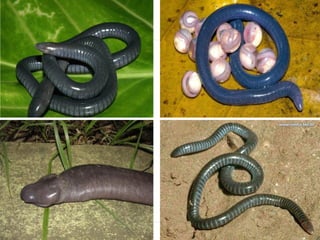 2 ano cordados peixes_anfíbios