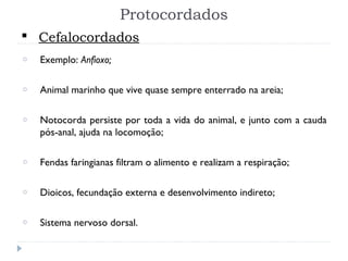 Protocordados
o Exemplo: Anfioxo;
o Animal marinho que vive quase sempre enterrado na areia;
o Notocorda persiste por toda a vida do animal, e junto com a cauda
pós-anal, ajuda na locomoção;
o Fendas faringianas filtram o alimento e realizam a respiração;
o Dioicos, fecundação externa e desenvolvimento indireto;
o Sistema nervoso dorsal.
 Cefalocordados
 