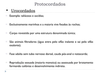 Protocordados
o Exemplo: taliáceos e ascídias;
o Exclusivamente marinhos e a maioria vive fixados às rochas;
o Corpo revestido por uma estrutura denominada túnica;
o São animais filtradores (água entra pelo sifão inalante e sai pelo sifão
exalante);
o Fase adulta sem tubo nervoso dorsal, cauda pós-anal e notocorda;
o Reprodução sexuada (maioria monoica) ou assexuada por brotamento
formando colônias e desenvolvimento indireto.
 Urocordados
 