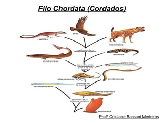 Filo Chordata (Cordados)
Profª Cristiane Bassani Medeiros
 