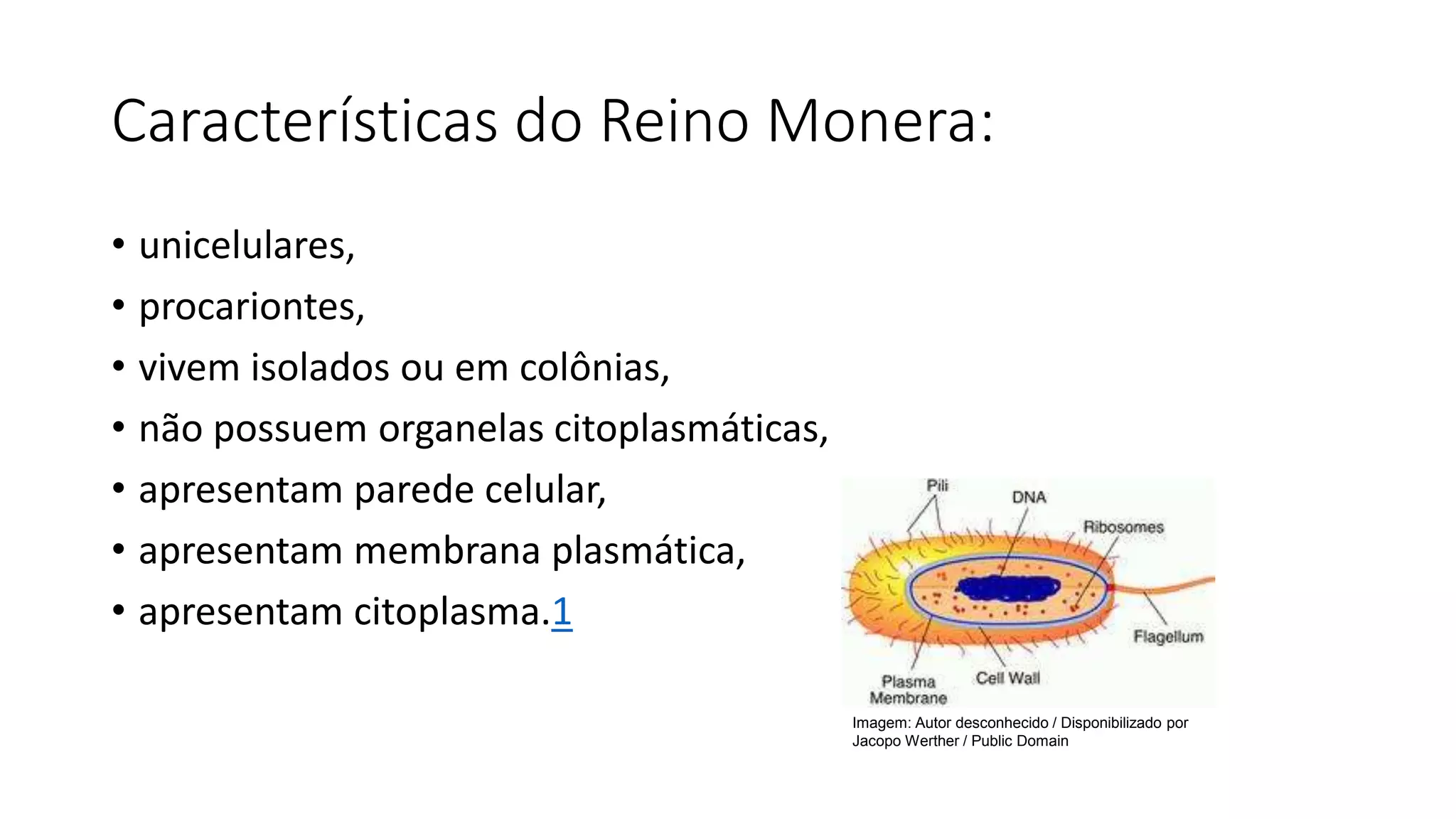 2 ano médio monera.pptx