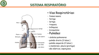• Vias Respiratórias:
- fossas nasais;
- faringe
- laringe;
- traqueia;
- brônquios;
- bronquíolos;
- Pulmões:
- alvéolos pulmonares
- pulmão direito (3 lobos )
- pulmão esquerdo (2 lobos )
- a membrana pleura (protege)
- são elásticos, esponjosos.
 