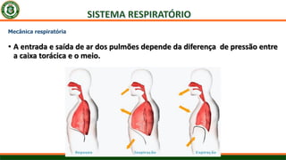 Mecânica respiratória
• A entrada e saída de ar dos pulmões depende da diferença de pressão entre
a caixa torácica e o meio.
 