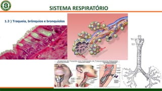 1.3 ) Traqueia, brônquios e bronquíolos
 