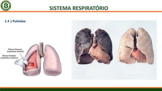 1.4 ) Pulmões
 