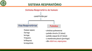 Sistema Respiratório do homem
constituído por
Vias Respiratórias Pulmões
- fossas nasais;
- faringe
- laringe;
- traqueia;
- brônquios;
- bronquíolos;
- alvéolos pulmonares
- pulmão direito (3 lobos)
- pulmão esquerdo (2 lobos)
- a membrana pleura (protege)
- são elásticos, esponjosos.
 