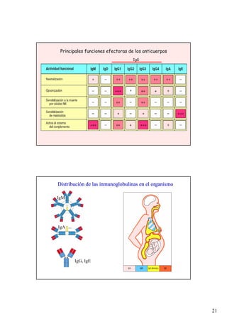 21
Principales funciones efectoras de los anticuerpos
IgG
DistribuciDistribucióón de las inmunoglobulinas en el organismon de las inmunoglobulinas en el organismo
IgM
IgA
IgG, IgE
 