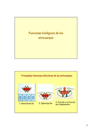 17
Funciones biol
Funciones bioló
ógicas de los
gicas de los
anticuerpos
anticuerpos
1. Neutralización
Principales funciones efectoras de los anticuerpos:
Principales funciones efectoras de los anticuerpos:
2. Opsonización
3. Fijación y activación
del complemento
 