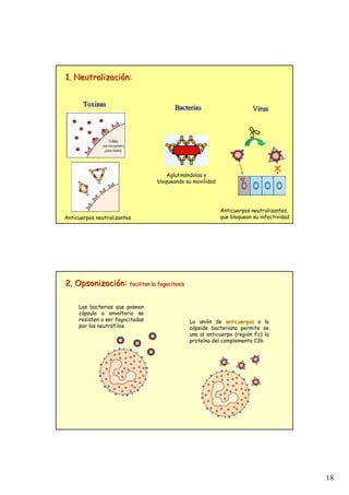 18
1. Neutralizaci
1. Neutralizació
ón:
n:
Toxinas
Toxinas
Bacterias
Bacterias Virus
Virus
Anticuerpos neutralizantes
Anticuerpos neutralizantes,
que bloquean su infectividad
Aglutinándolas y
bloqueando su movilidad
Las bacterias que poseen
cápsula o envoltorio se
resisten a ser fagocitadas
por los neutrófilos
La unión de anticuerpos
anticuerpos a la
cápside bacteriana permite se
una al anticuerpo (región Fc) la
proteína del complemento C3b
2.
2. Opsonizaci
Opsonizació
ón
n:
: facilitan la fagocitosis
facilitan la fagocitosis
 