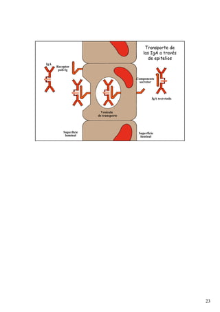 23
IgA
Receptor
poli-Ig
Superficie
luminal
Vesícula
de transporte
Superficie
luminal
Componente
secretor
IgA secretada
Transporte de
Transporte de
las
las IgA
IgA a trav
a travé
és
s
de epitelios
de epitelios
 