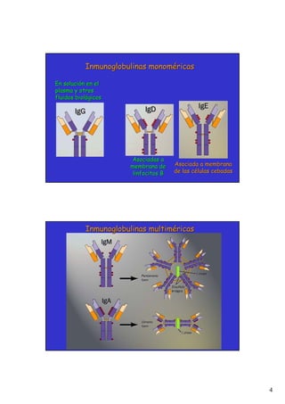 4
Inmunoglobulinas
Inmunoglobulinas monom
monomé
éricas
ricas
En soluci
En solució
ón en el
n en el
plasma y otros
plasma y otros
fluidos biol
fluidos bioló
ógicos
gicos
Asociada a membrana
Asociada a membrana
de las c
de las cé
élulas cebadas
lulas cebadas
Asociadas a
Asociadas a
membrana de
membrana de
linfocitos B
linfocitos B
Inmunoglobulinas
Inmunoglobulinas multim
multimé
éricas
ricas
 
