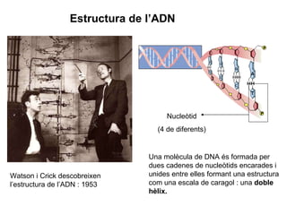 Estructura de l’ADN Watson i Crick descobreixen l’estructura de l’ADN : 1953 Una molècula de DNA és formada per dues cadenes de nucleòtids encarades i unides entre elles formant una estructura com una escala de caragol : una  doble hèlix. Nucleòtid (4 de diferents) 