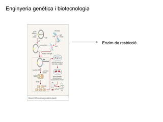 Enginyeria genètica i biotecnologia Enzim de restricció 