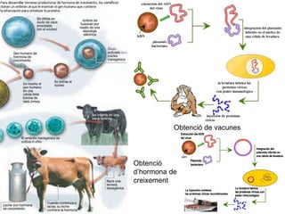 Obtenció d’hormona de creixement Obtenció de vacunes 
