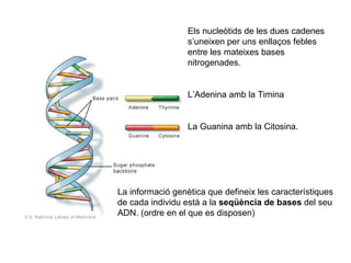 Els nucleòtids de les dues cadenes s’uneixen per uns enllaços febles entre les mateixes bases nitrogenades. L’Adenina amb la Timina La Guanina amb la Citosina. La informació genètica que defineix les característiques de cada individu està a la  seqüència de bases  del seu ADN. (ordre en el que es disposen) 