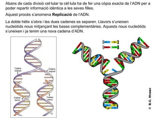 Aquest procés s’anomena  Replicació  de l’ADN. La doble hèlix s’obra i les dues cadenes es separen. Llavors s’uneixen nucleòtids nous mitjançant les bases complementàries. Aquests nous nucleòtids s’uneixen i ja tenim una nova cadena d’ADN. Abans de cada divisió cel·lular la cèl·lula ha de fer una còpia exacta de l’ADN per a poder repartir informació idèntica a les seves filles. 