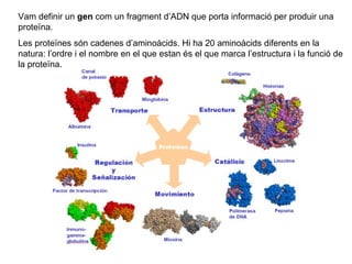 Vam definir un  gen  com un fragment d’ADN que porta informació per produir una proteïna. Les proteïnes són cadenes d’aminoàcids. Hi ha 20 aminoàcids diferents en la natura: l’ordre i el nombre en el que estan és el que marca l’estructura i la funció de la proteïna. 
