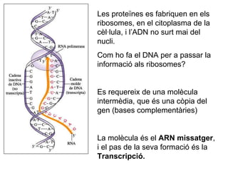 Les proteïnes es fabriquen en els ribosomes, en el citoplasma de la cèl·lula, i l’ADN no surt mai del nucli. Com ho fa el DNA per a passar la informació als ribosomes? Es requereix de una molècula intermèdia, que és una còpia del gen (bases complementàries) La molècula és el  ARN missatger , i el pas de la seva formació és la  Transcripció. 