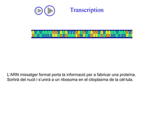 L’ARN missatger format porta la informació per a fabricar una proteïna. Sortirà del nucli i s’unirà a un ribosoma en el citoplasma de la cèl·lula. 