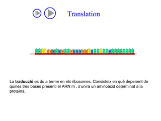 La  traducció  es du a terme en els ribosomes. Consisteix en què depenent de quines tres bases presenti el ARN m , s’unirà un aminoàcid determinat a la proteïna. 