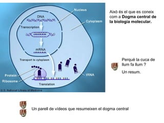 Un parell de vídeos que resumeixen el dogma central Perquè la cuca de llum fa llum ? Un resum. Això és el que es coneix com a  Dogma central de la biologia molecular. 