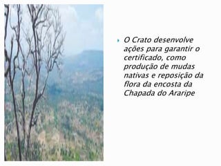  O Crato desenvolve
ações para garantir o
certificado, como
produção de mudas
nativas e reposição da
flora da encosta da
Chapada do Araripe
 